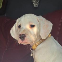 LUA Lemon Spotted Female - White and lemon female Dalmatian puppy in Salem, Missouri from Paradise Spots Dalmatians