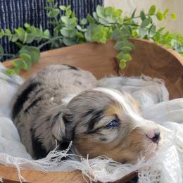 Robin - Blue merle female Aussiedoodle puppy in Missouri from B&M Cottonwood Canines