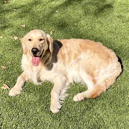 Grace - Golden Retriever