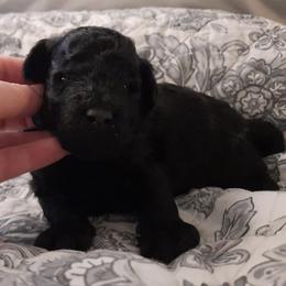 Cheers - Blue male Poodle puppy in Athol, Massachusetts from DoeValley Standard Poodles