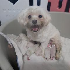 Mal-Shi, Maltese, and Shih Tzu Puppies from Michigan Maltese Puppies