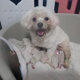 Mal-Shi, Maltese, and Shih Tzu Puppies from Michigan Maltese Puppies