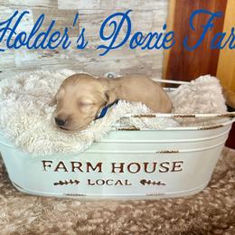 Crispin - Cream male Dachshund puppy in Atwood, Oklahoma from Holder’s Doxie Farm