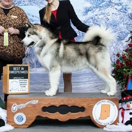 Mufasa - Alaskan Malamute