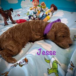Jesse - Red  female Poodle puppy in Houston, Texas from McEnery Standard Poodles