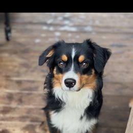 Tucker - Miniature Australian Shepherd
