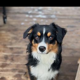 Tucker - Miniature Australian Shepherd