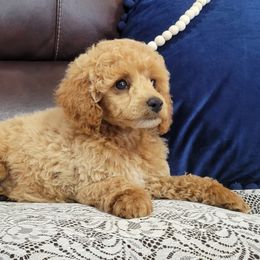 Poodle puppies from B&M Cottonwood Canines