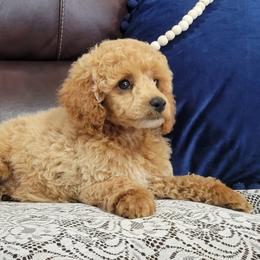 Poodle puppies from B&M Cottonwood Canines