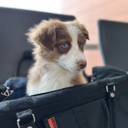 Australian Shepherd, Miniature American Shepherd, Miniature Australian Shepherd, and Toy Australian Shepherd Puppies from Painted Blue Aussies