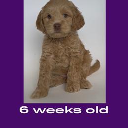 Monica - purple collar - Caramel female Labradoodle puppy in Beavercreek, Oregon from Auburn Sky Labradoodles