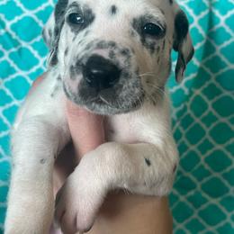 Mr. Goodbar - White and black male Dalmatian puppy in Austin, Texas from Dazzling Dalz