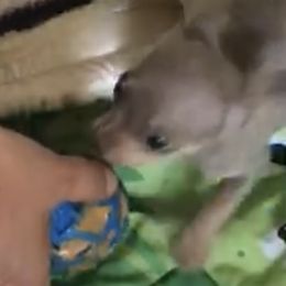Chihuahua Puppies from Chi Storks Chihuahuas