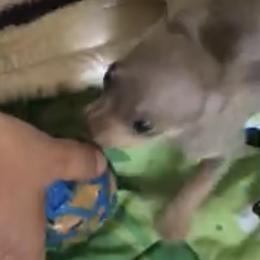 Chihuahua Puppies from Chi Storks Chihuahuas