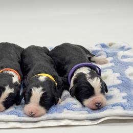 Bernedoodle puppies from Magnolia Grove Farms