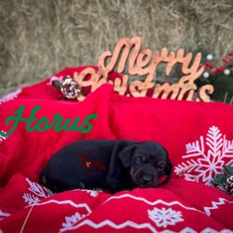 Horus - Black and tan male Dachshund puppy in Seguin, Texas from Good Neighbor Ranch Dachshunds