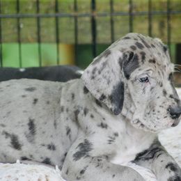 Great Dane Puppies from YK Great Danes