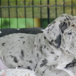 Great Dane Puppies from YK Great Danes
