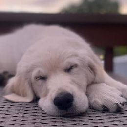 Golden Retrievers from Dutchess Dolly of the Palouse