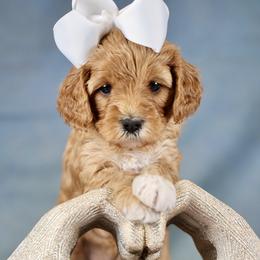 Tortuga - Red female Cavapoo puppy in Murray, Utah from Good Looking Dogs
