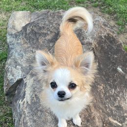 DiLusso’s Kashmir - Chihuahua puppy in Monroe, North Carolina from DiLusso Chihuahuas