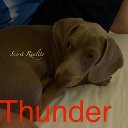 Thunder - Dachshund