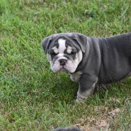 English Bulldog Puppies from Raise The Woof Bulldogs
