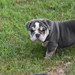 English Bulldog Puppies from Raise The Woof Bulldogs