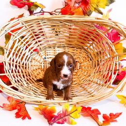 Monday - Red  female Goldendoodle puppy in Kissimmee, Florida from Poodle Doodle Kennels
