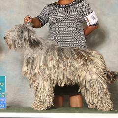 Bergamasco Sheepdogs from Windy Hill Bergamascos