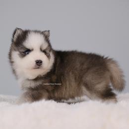 Bishop - Black and white male Pomsky puppy in Loxahatchee, Florida from Cardinal Point Pomskies