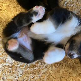 Australian Shepherd Puppies from The Joyful Australian Shepherd