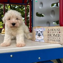 Ralph - White male Miniature Schnauzer puppy in Auburn, Georgia from Very Special Mini Schnauzers