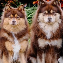 Finnish Lapphunds from TaylorMade Finnish Lapphunds