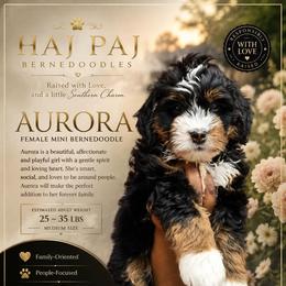 Aurora - Tri-color female Bernedoodle puppy in Jacksonville, Florida from Haj Paj Bernedoodles
