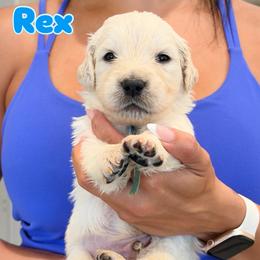 Rex - Light golden male Golden Retriever puppy in Las Vegas, Nevada from Robinson Retrievers