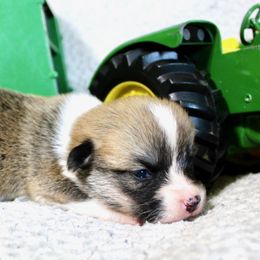 Minneapolis Moline (Minnie) - Red female Pembroke Welsh Corgi puppy in Greentop, Missouri from Sevits Corgis & Golden Retrievers