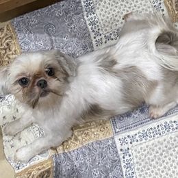 Rebecca - Shih Tzu