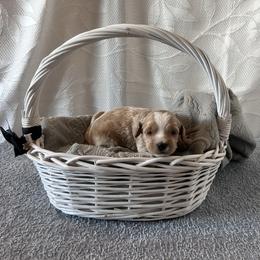 Black Collar Male - Apricot male Goldendoodle puppy in Bradenton, Florida from Suncoast Goldendoodles