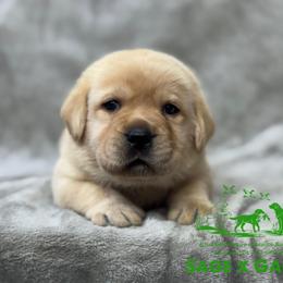 Green collar - Yellow male Labrador Retriever puppy in Beaverdam, Virginia from Riverside Sunset Labrador Retrievers