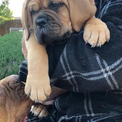 Dogue de Bordeaux Puppies from Robin Newland's Dogue de Bordeaux Puppies