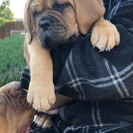 Dogue de Bordeaux Puppies from Robin Newland's Dogue de Bordeaux Puppies