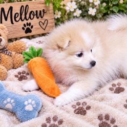 Mellow - Cream male Pomeranian puppy in Salem, Oregon from PNW Dynasty Poms