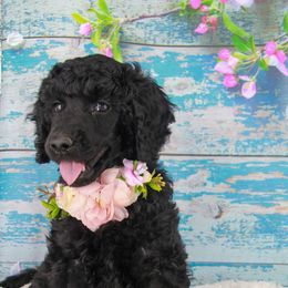 Poodles from JC's Standard Poodles