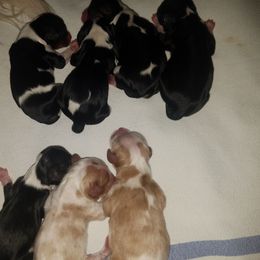 Cavalier King Charles Spaniel Puppies from Country Cavaliers
