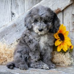 River - Merle male Cockapoo puppy in Seattle, Washington from Sweet Home Doodles
