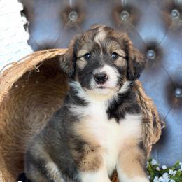 Drew- Has Videos - Sable male Aussiedoodle puppy in Troy, South Carolina from Lana Corley- Australian Shepherds of 3/W Farms