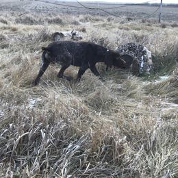 Odin - German Shorthaired Pointer