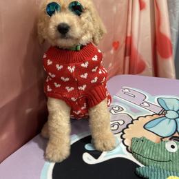 Noah - Apricot male Poodle puppy in Mobile, Alabama from Semmy’s Standard Poodle LLC