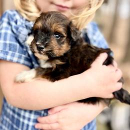 Vale - Black tri-color male Aussiedoodle puppy in Paoli, Indiana from Brambleberry Doodles